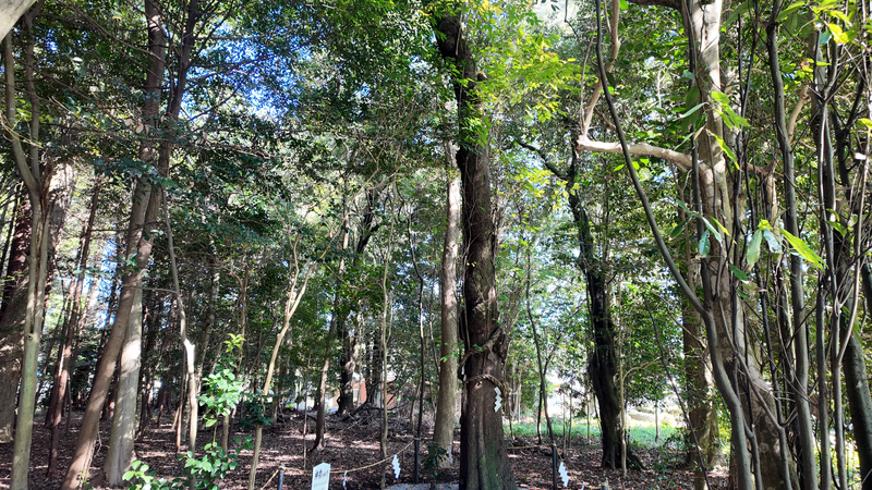 積田神社｜神柿の写真