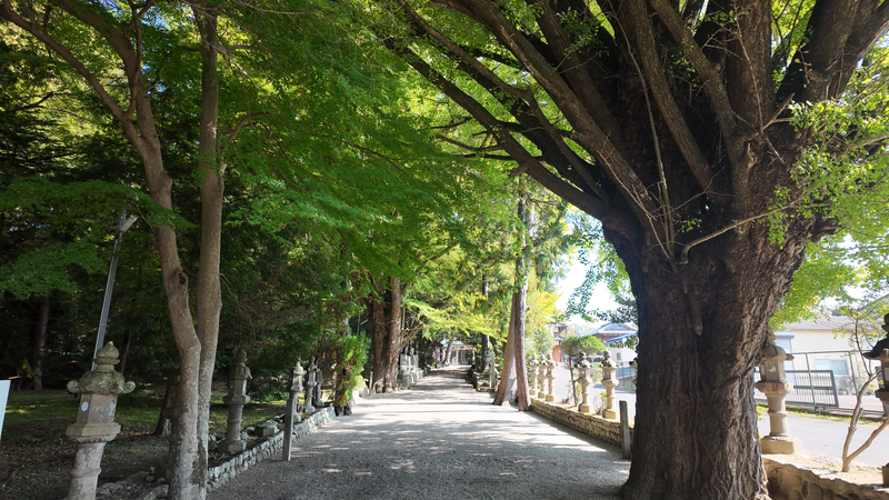 積田神社｜参道のイチョウの木の写真
