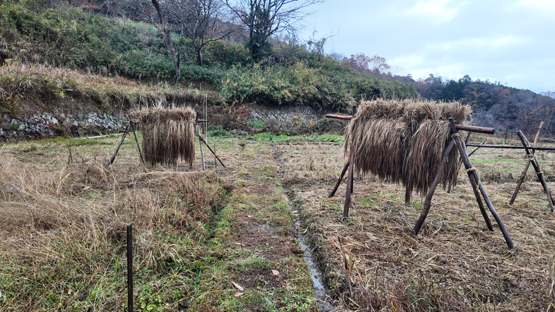 赤米の稲架掛け画像