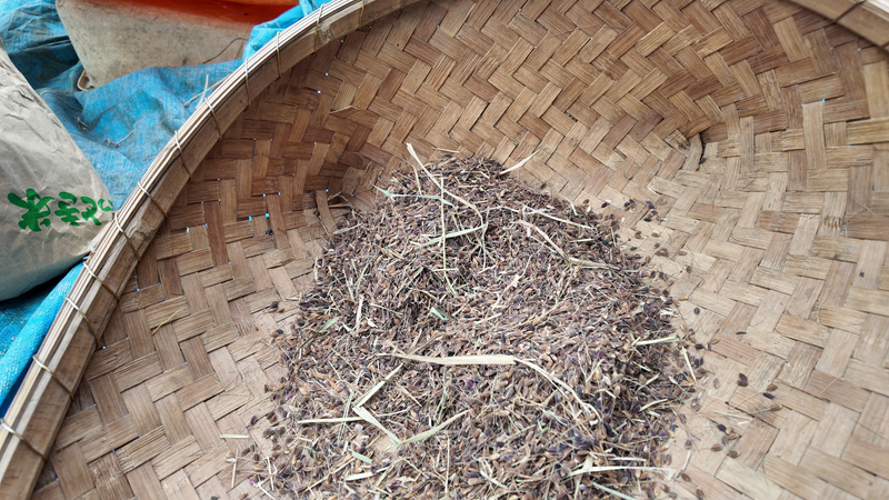 足踏み脱穀機後の赤米の様子の画像