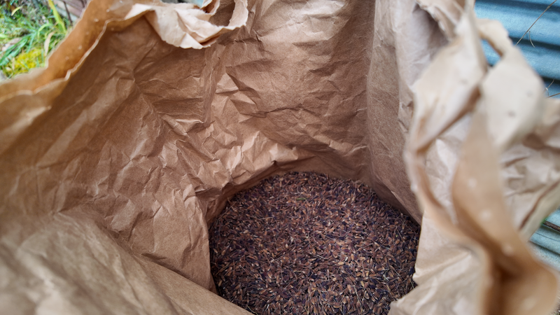 唐箕後の赤米の画像