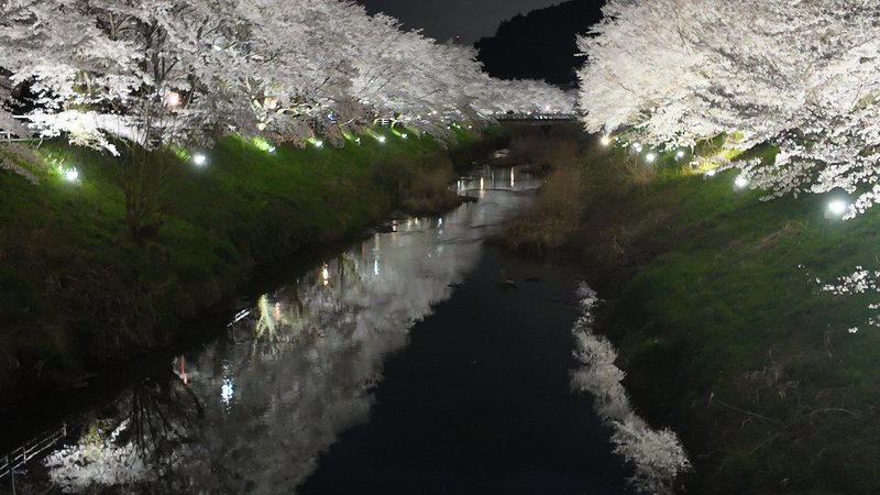 宇陀川桜並木ライトアップ　榛原サンクシティ前