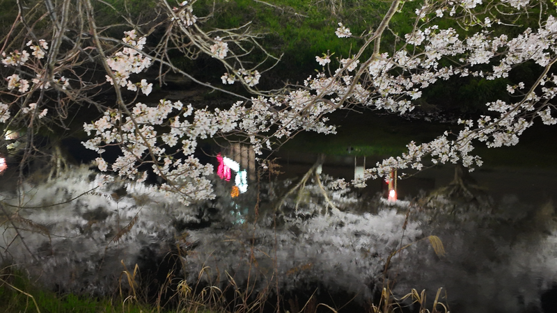 宇陀川桜並木ライトアップ　榛原サンクシティ前