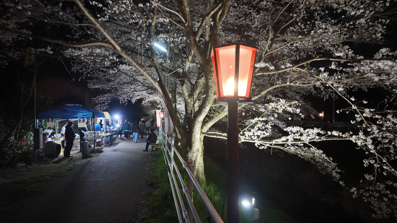 宇陀川桜並木ライトアップ　榛原サンクシティ前