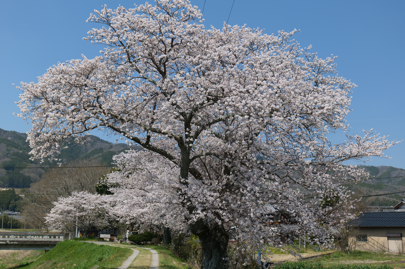 名張市丈六｜滝川｜桜並木