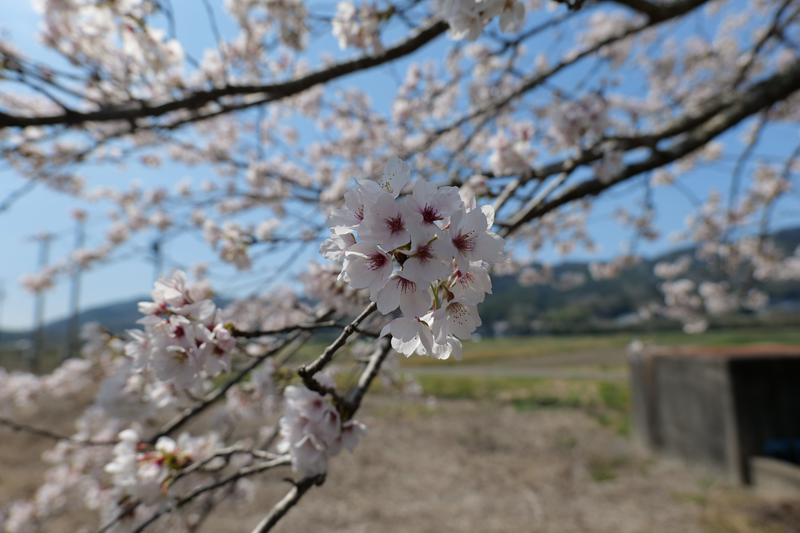 名張市丈六｜滝川｜桜並木