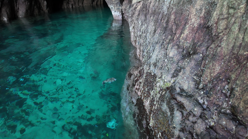 高知・松尾漁港　海老洞港｜ハコフグ