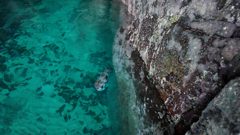 高知・松尾漁港　海老洞港｜ハコフグ