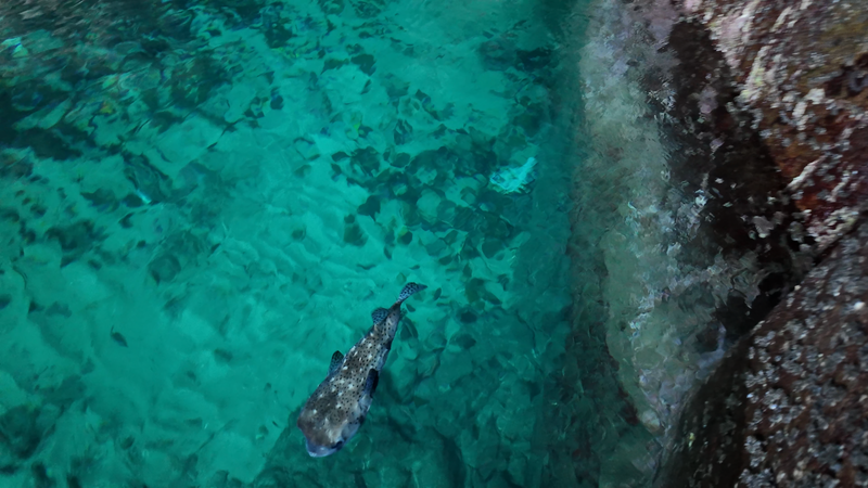 高知・松尾漁港　海老洞港｜ハコフグ