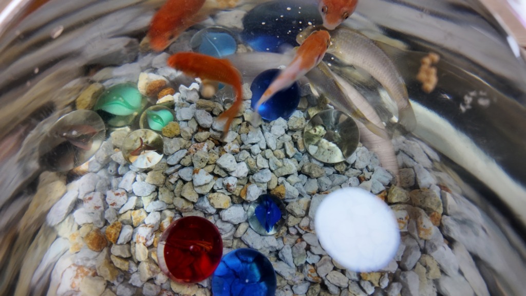 金魚鉢の中の金魚の画像|絵画教室ロク